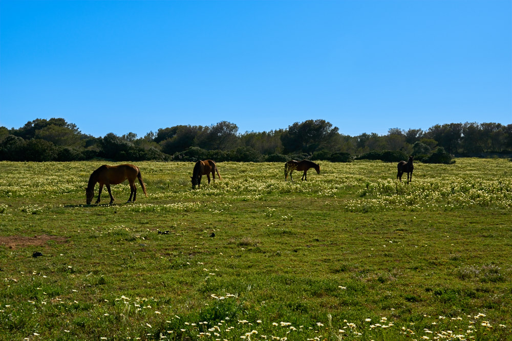 Mare de D??u del Toro Santuario, Menorca