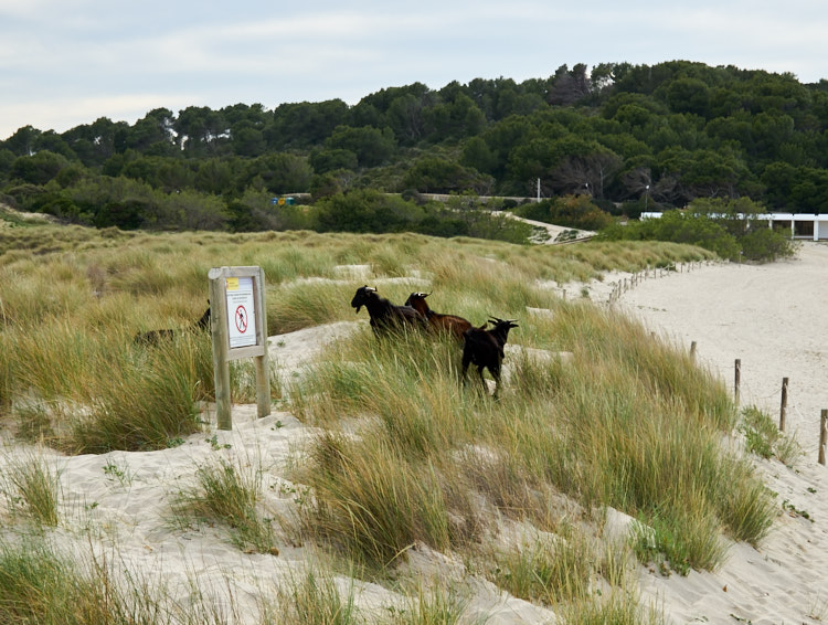 Arenal de Son Saura, Menorca