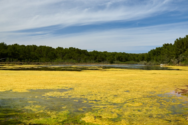 Albufera des Grau, Menorca
