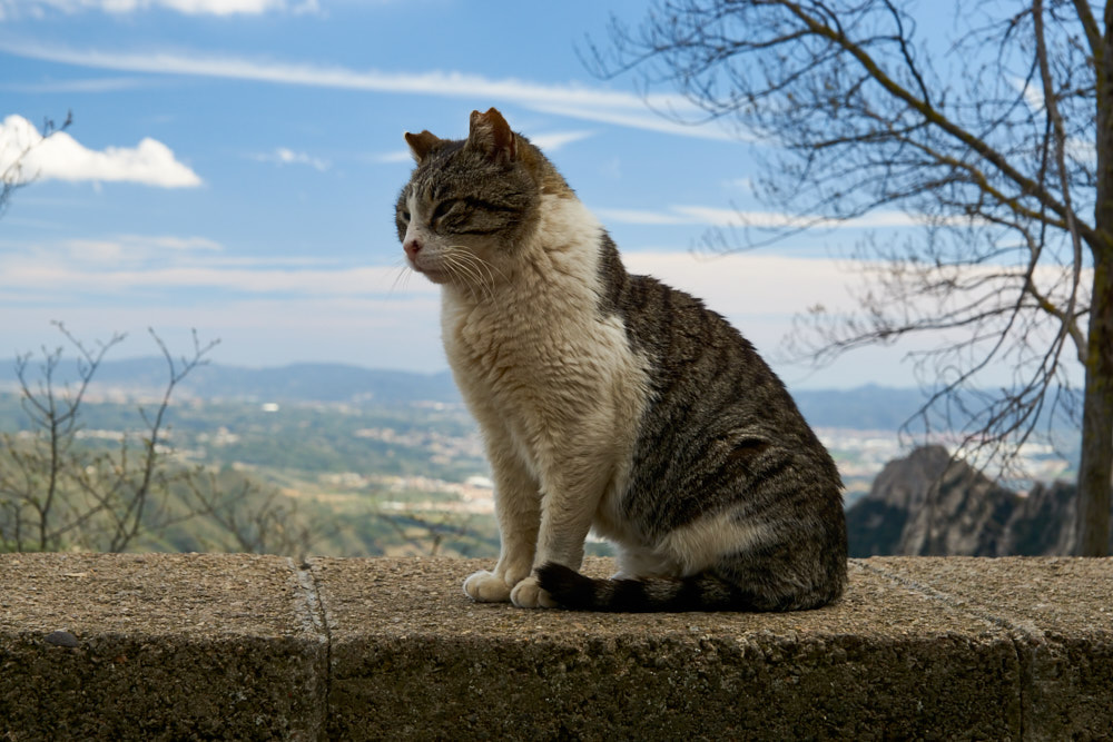 Cat at Montserrat