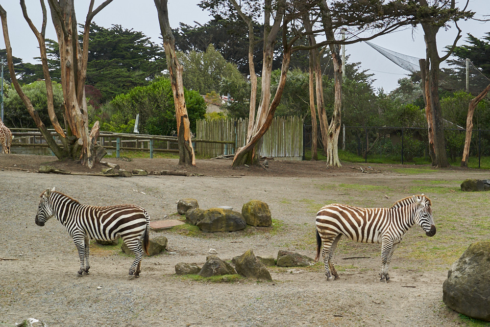 San Francisco Zoo