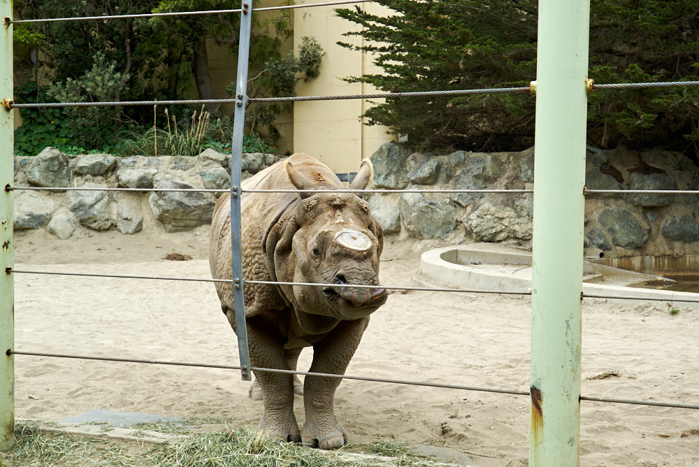 San Francisco Zoo